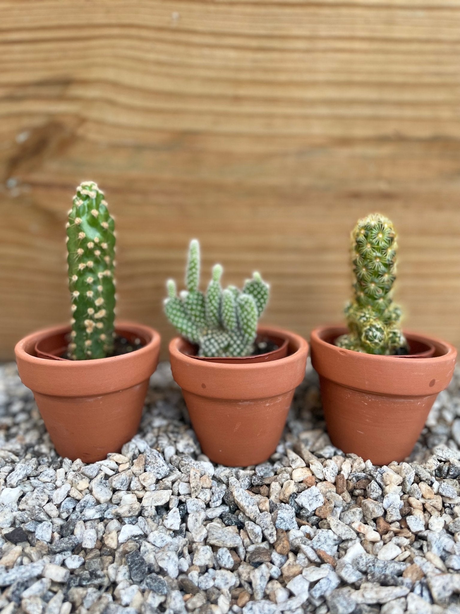 Mini Cactus Box