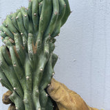Monstrose Cactus Cutting - cactus - Mon-0.5 - Varnish + Vine - 2