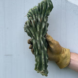 Monstrose Cactus Cutting - cactus - Mon-0.5 - Varnish + Vine - 1