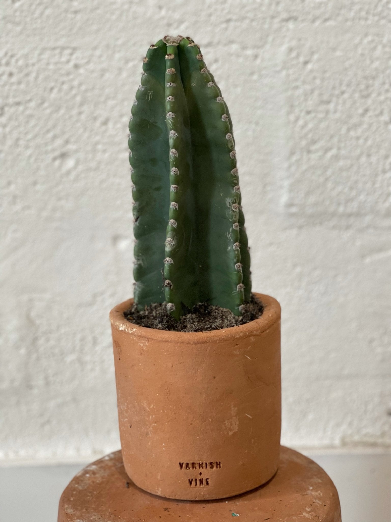 Peruvian Cactus Kit - cactus - Kit-Peru1x1-6in - Varnish + Vine - 1