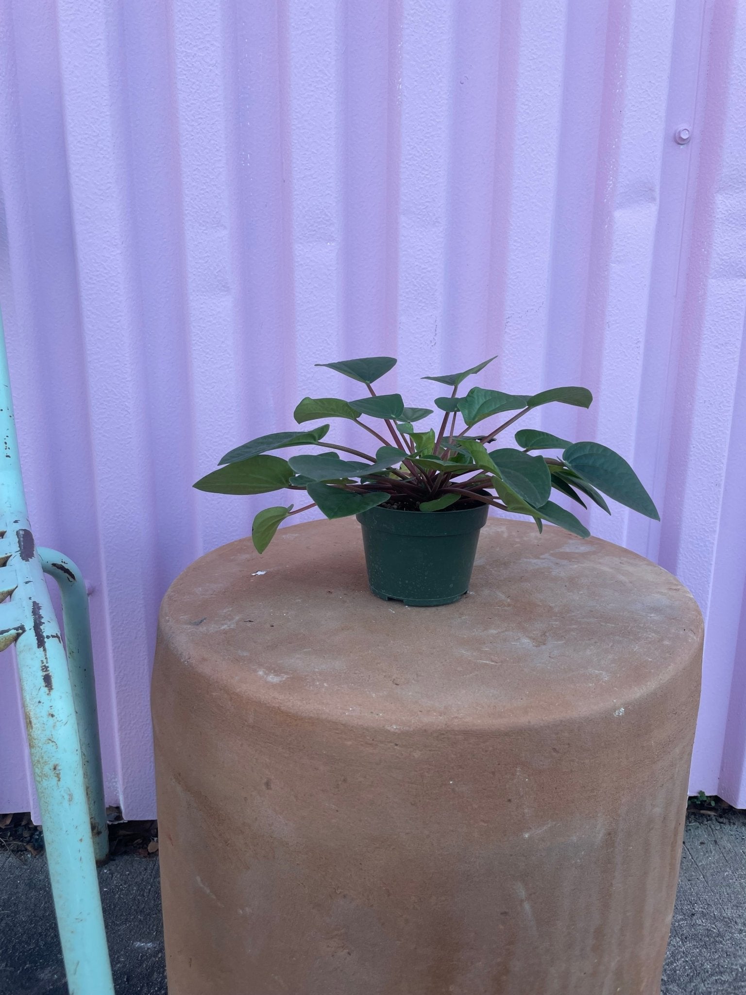 Pet Safe Plant Pack - tropical - Root-PetSafe-4 - Varnish + Vine - 2