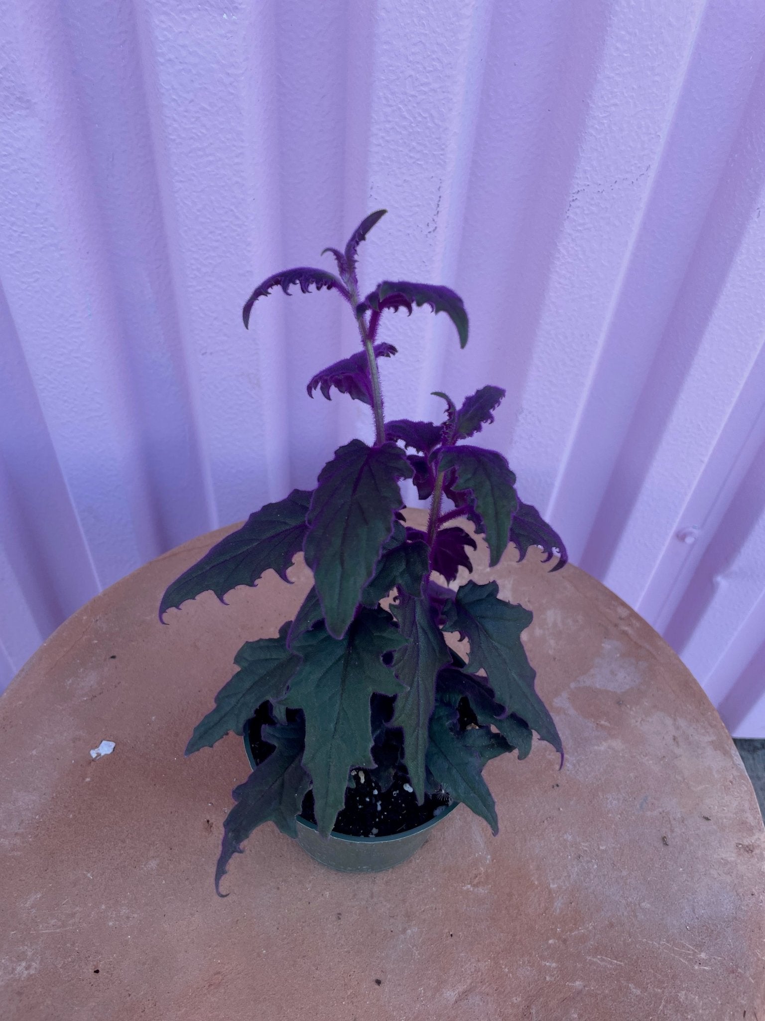 Purple Passion Plant - tropical - Root-PurpP-4 - Varnish + Vine - 4