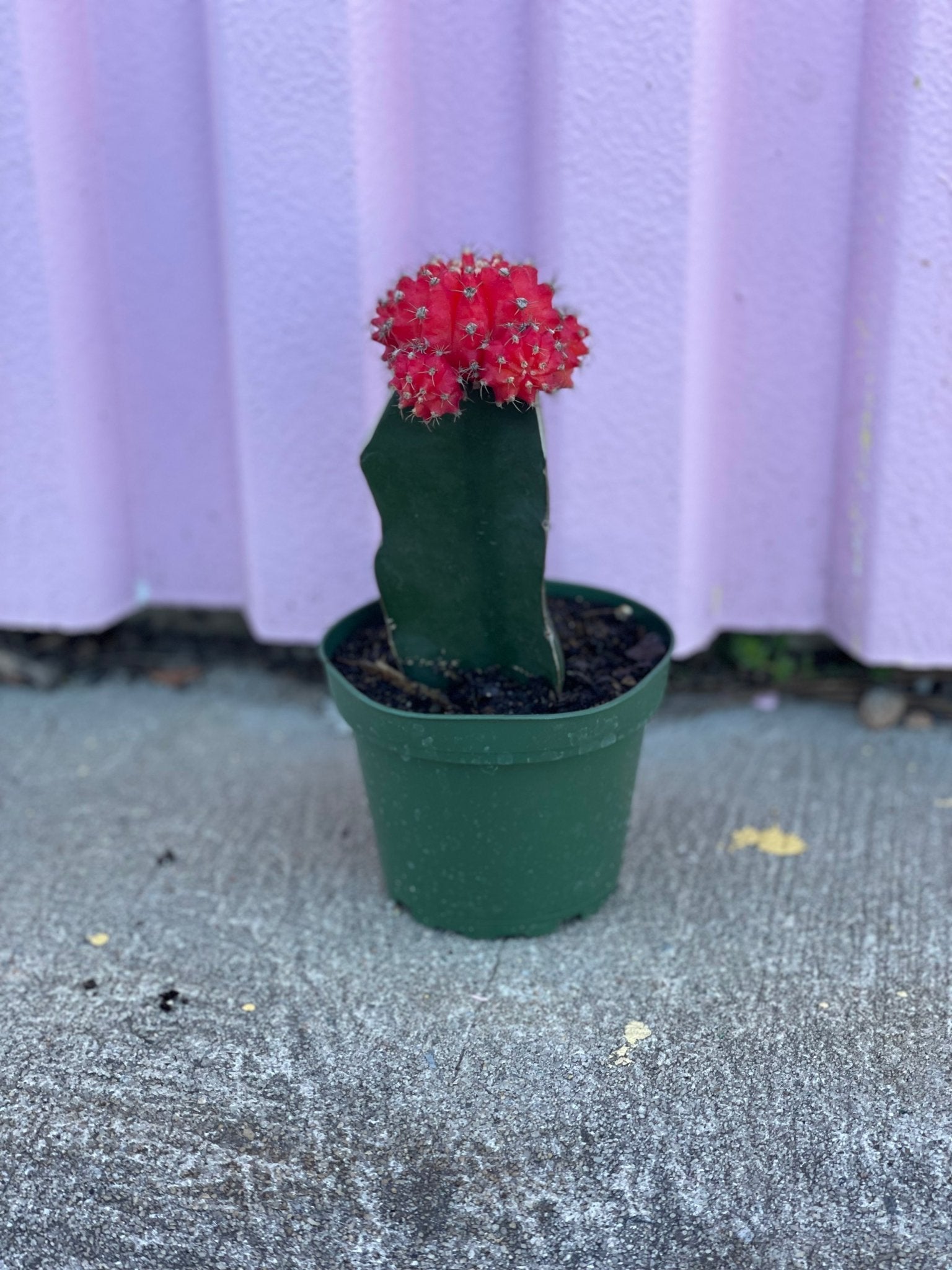 Red Grafted Cactus - cactus - Root-GraftedRedCactus - Varnish + Vine - 1