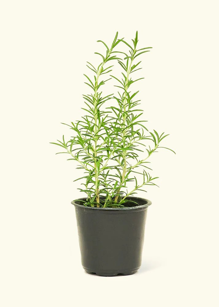 Rosemary - Herb - Herb-Rosemary-1 - Varnish + Vine - 1
