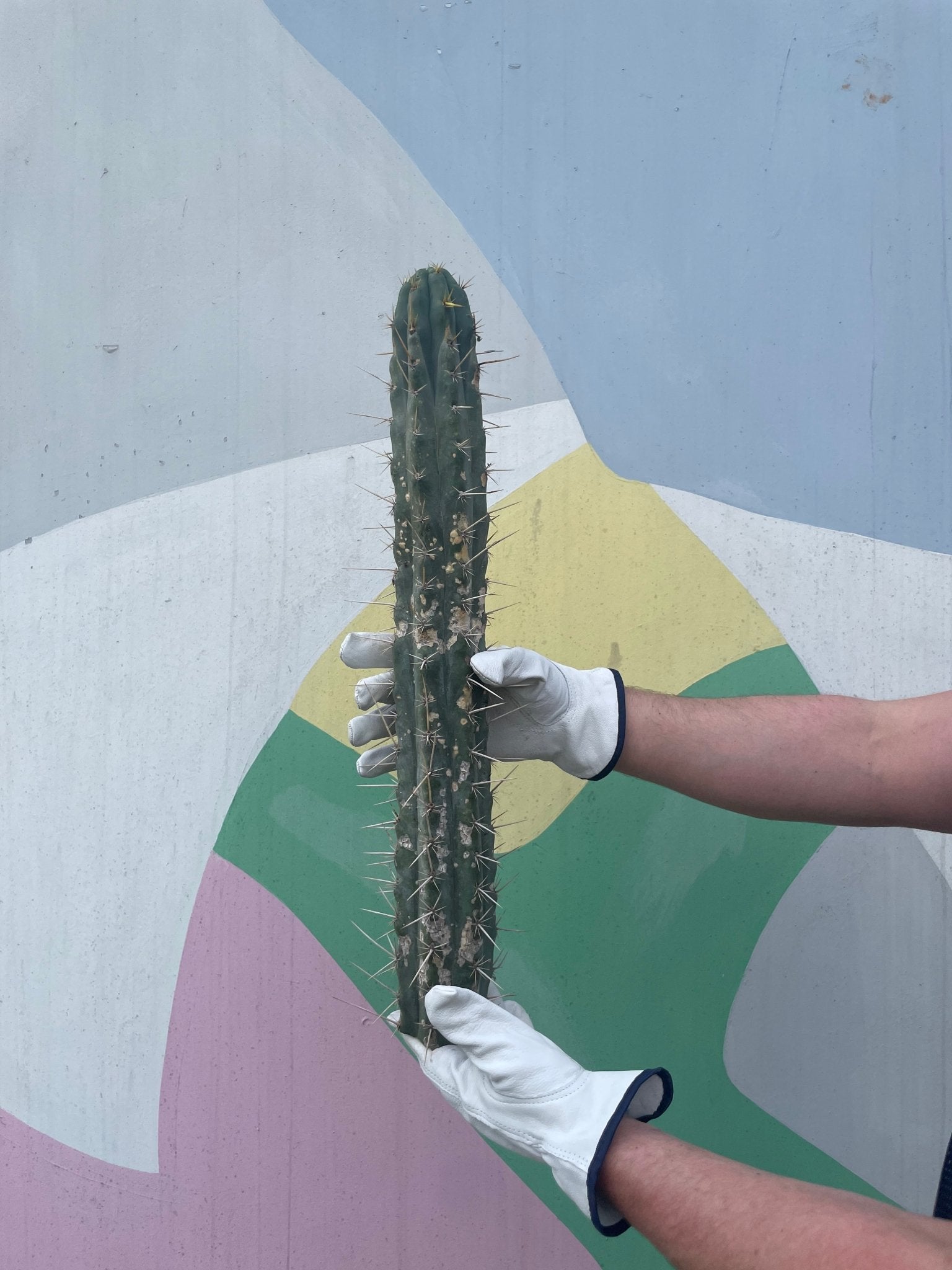 San Pedro Cutting - cactus - SPedro-1 - Varnish + Vine - 1