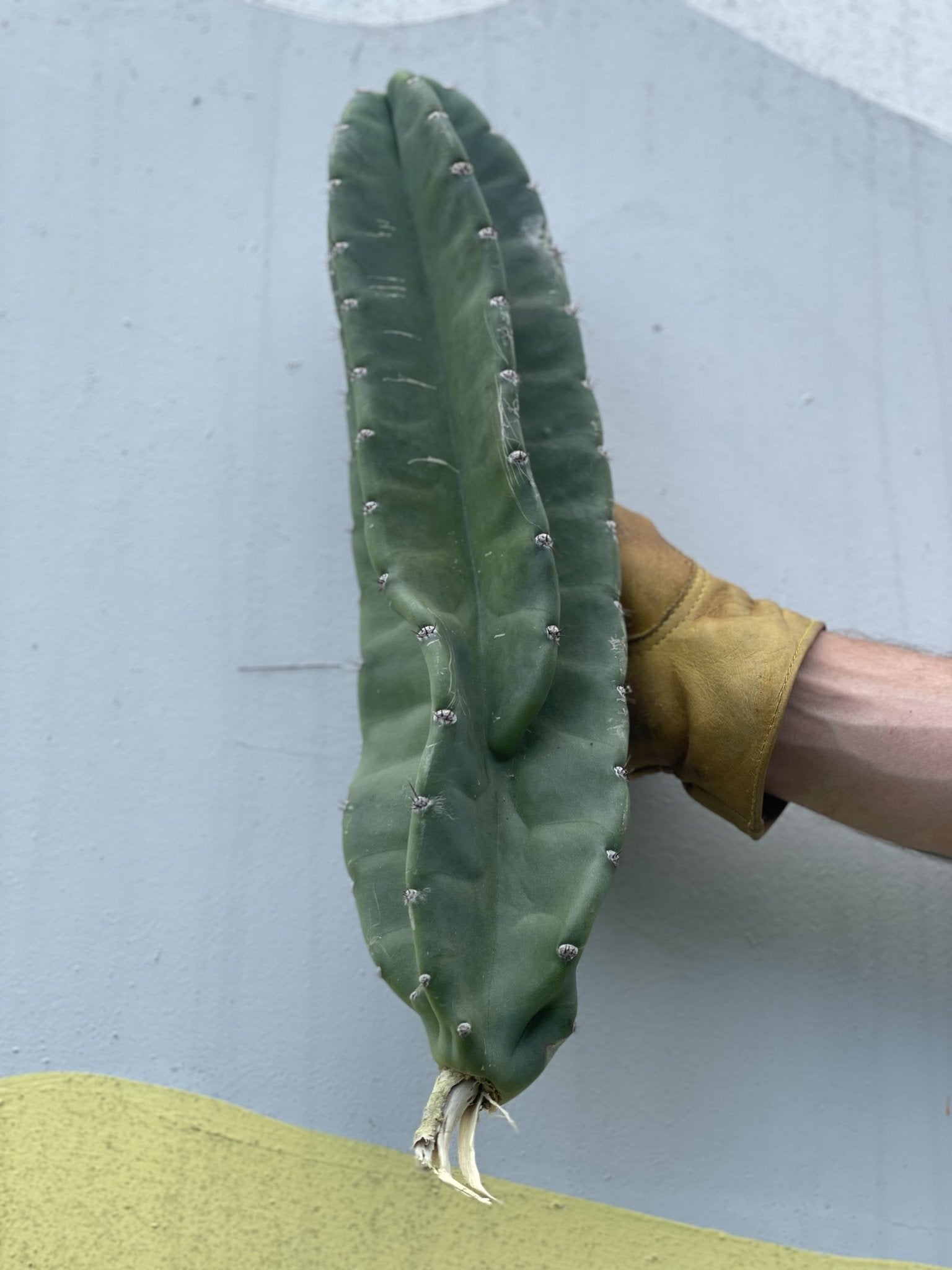 Small Peruvian Apple Cactus Cutting - cactus - Peru-1 - Varnish + Vine - 2