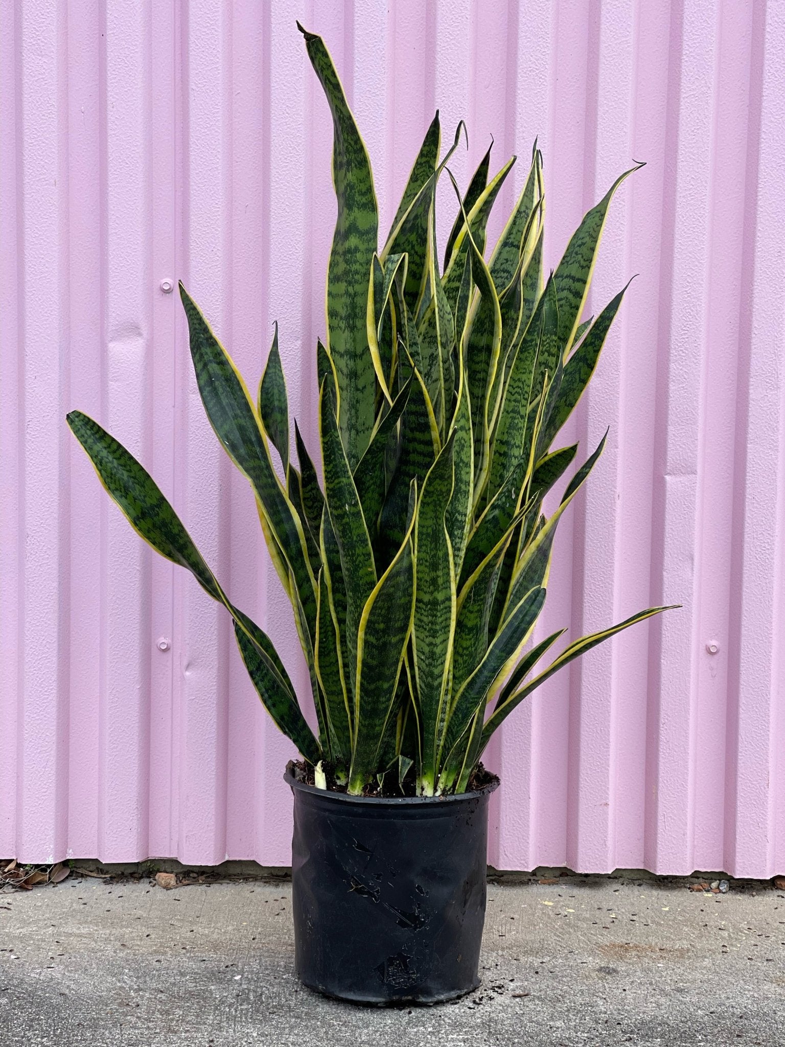 Pots For Snake Plants: A Sanseveria Pot Shopping Guide