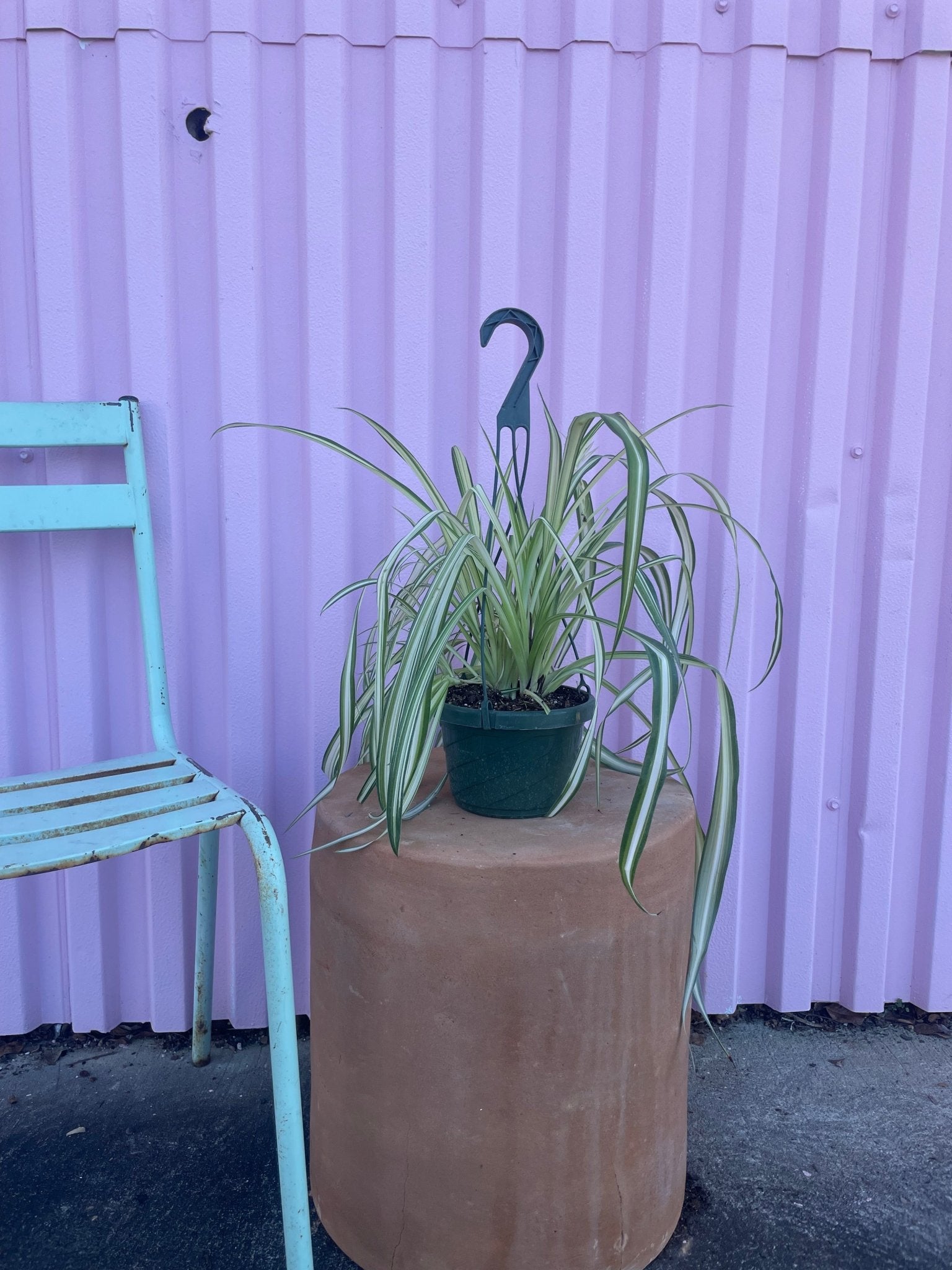 Spider Plant tropical Varnish + Vine