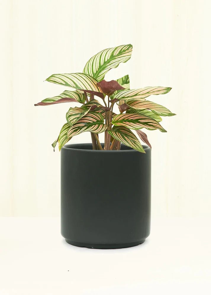 Tropical Plant and Pot (5 Inch) - Potted Houseplants - 5inTrop-1 - Varnish + Vine - 1