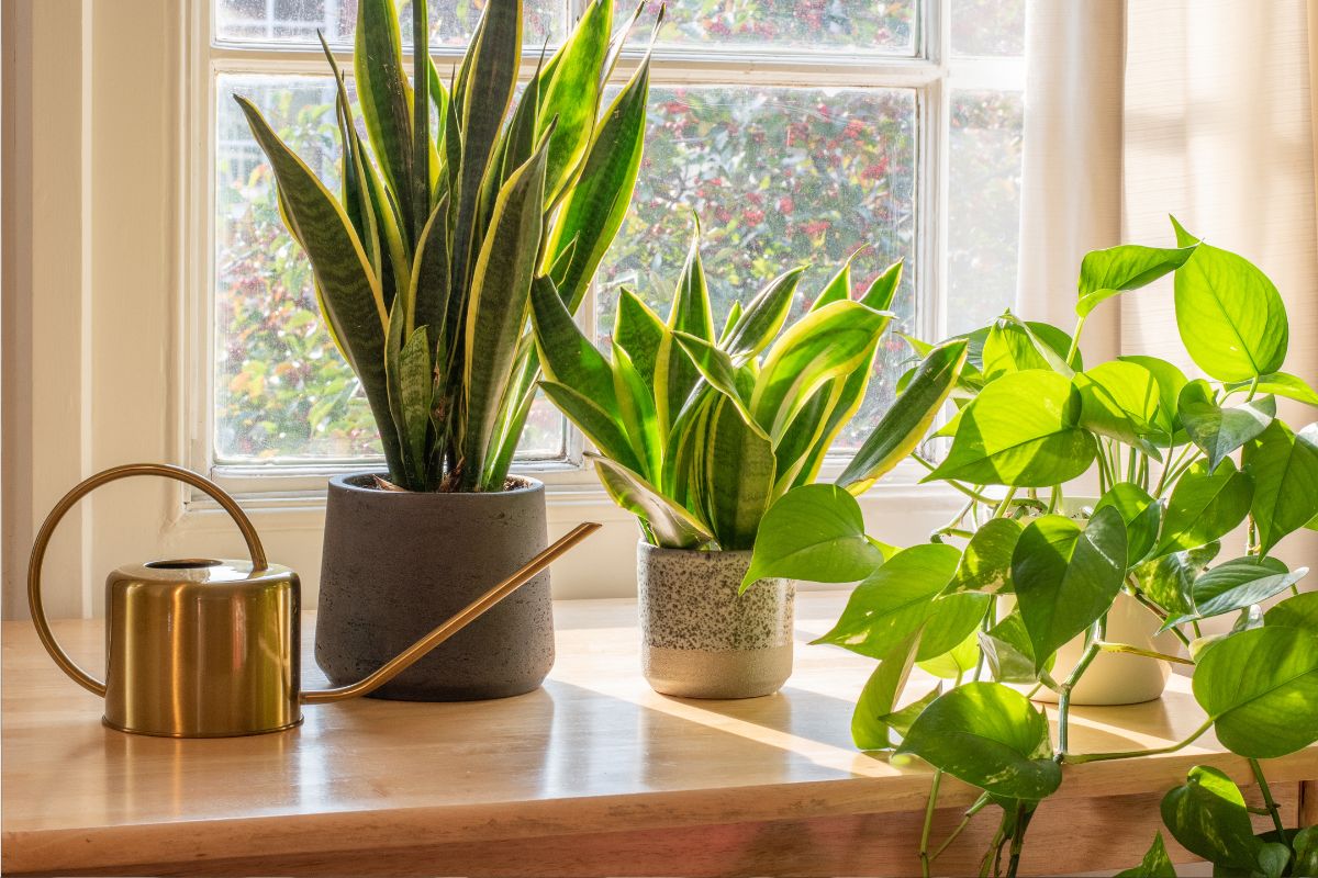 10 Houseplants That Can Improve Indoor Air Quality - Varnish + Vine