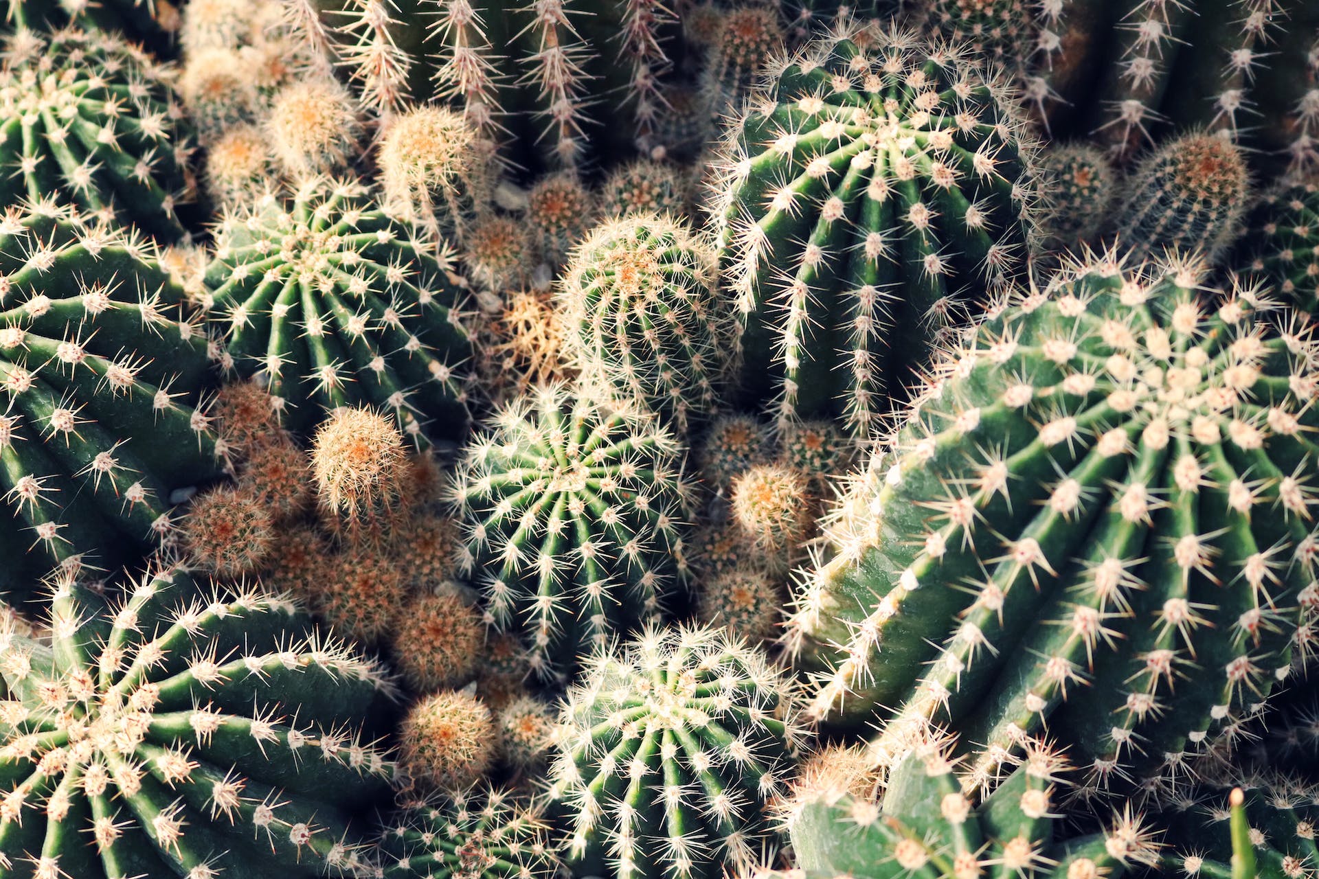 10 Tips to Keeping a Heathy Cacti - Varnish + Vine