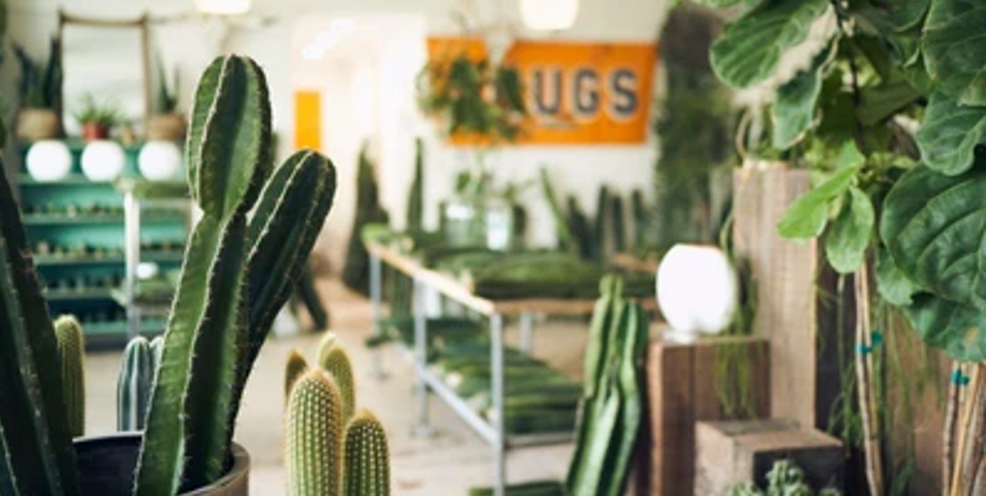 A Beginner’s Guide to Buying Houseplants - Varnish + Vine