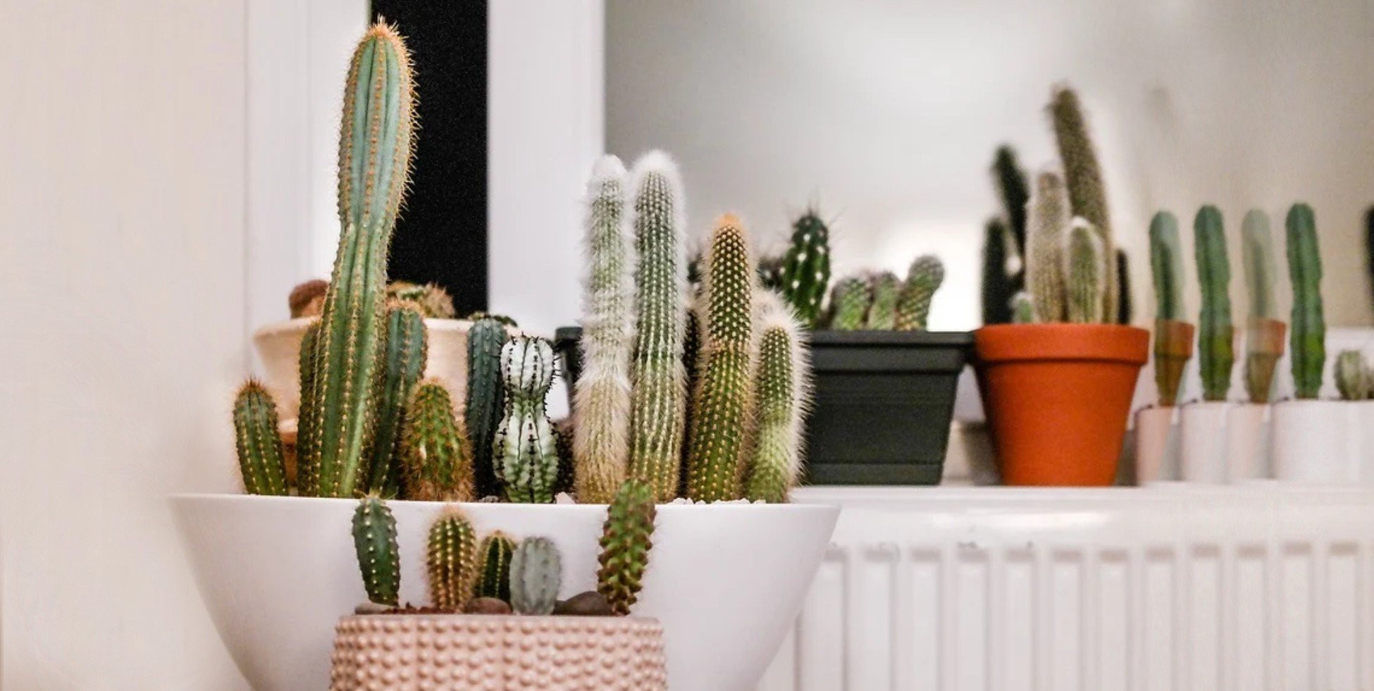 A Brief History of Houseplants - Varnish + Vine