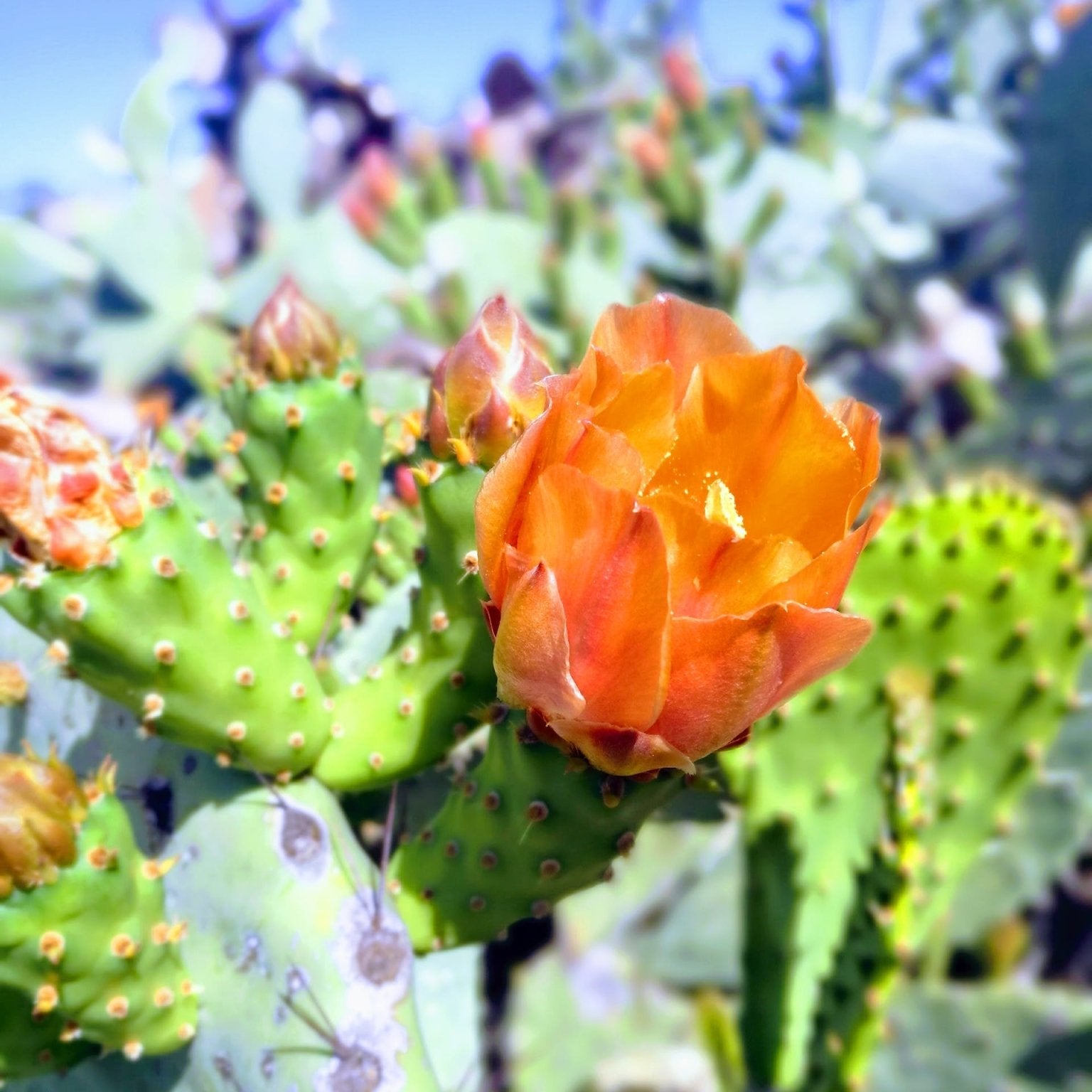 A Complete Guide to Cacti Grafting - Varnish + Vine