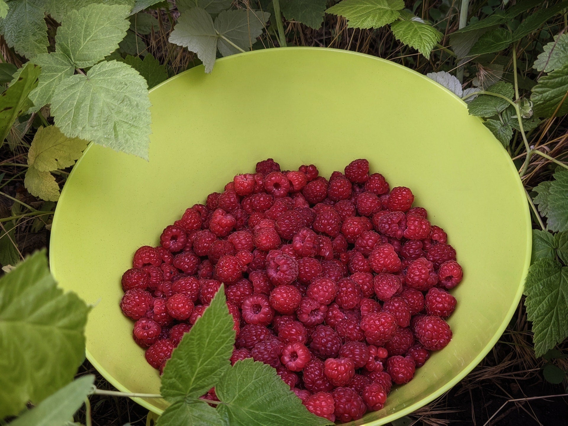 A Guide to Raspberry Bush Care - Varnish + Vine
