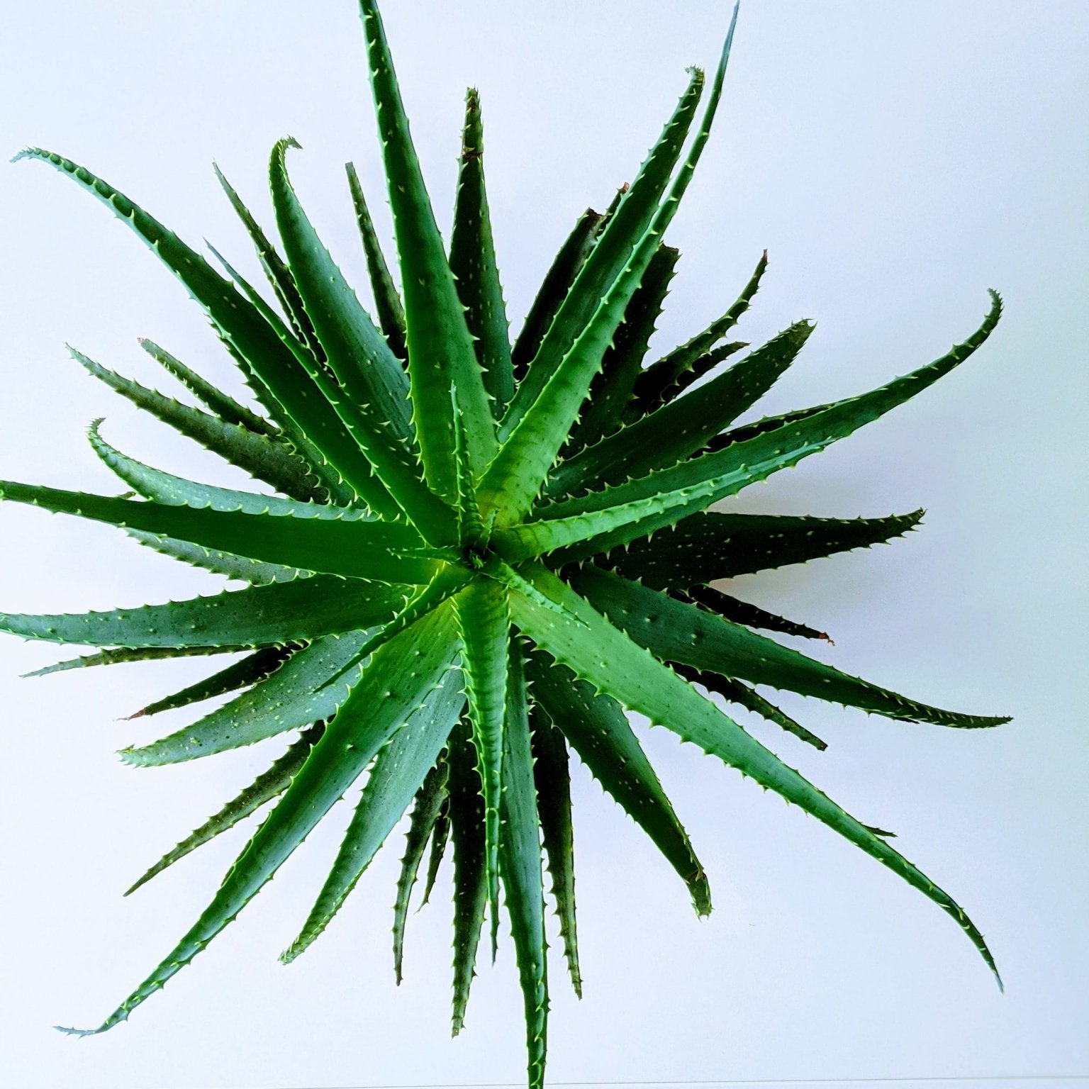 Advantages of Growing Succulents - Varnish + Vine