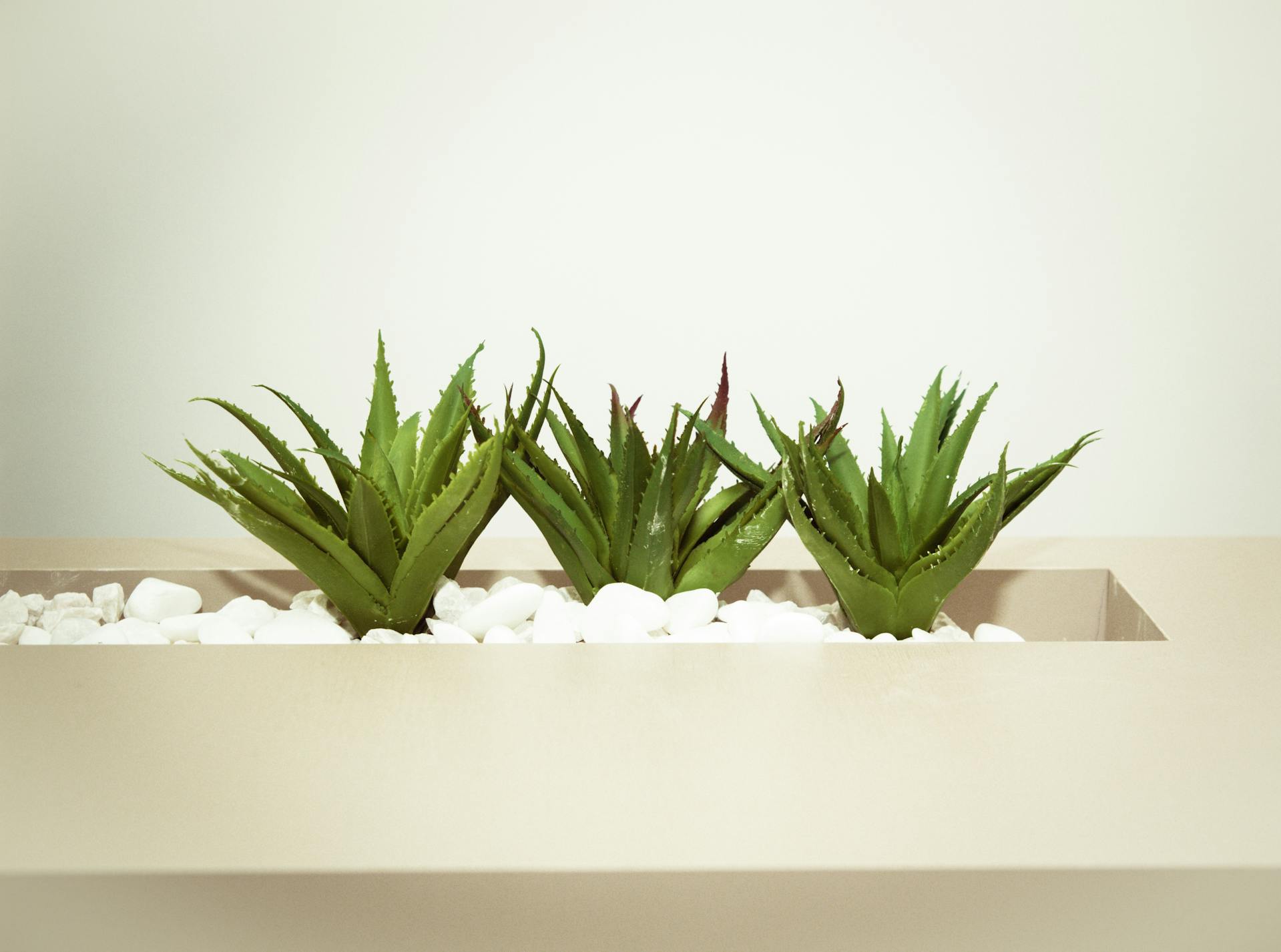 Aloe Vera Care Guide - Varnish + Vine