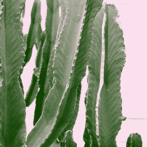 Are Succulents Environmentally Sustainable? - Varnish + Vine