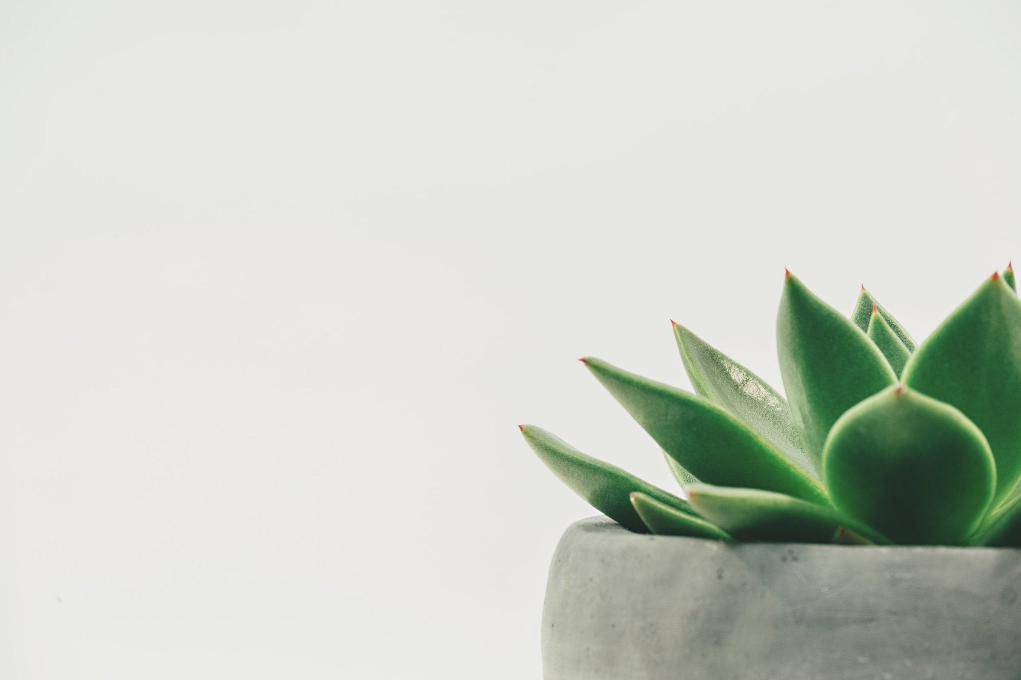What Humidity Should I Keep My Succulents? - Varnish + Vine