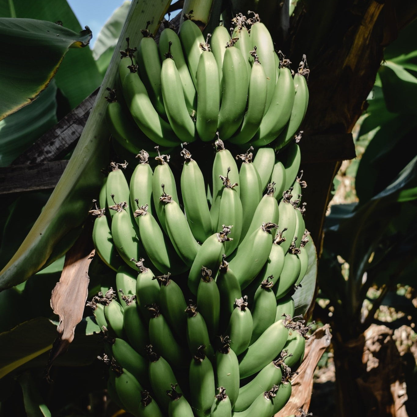 Banana Tree Care Guide - Varnish + Vine