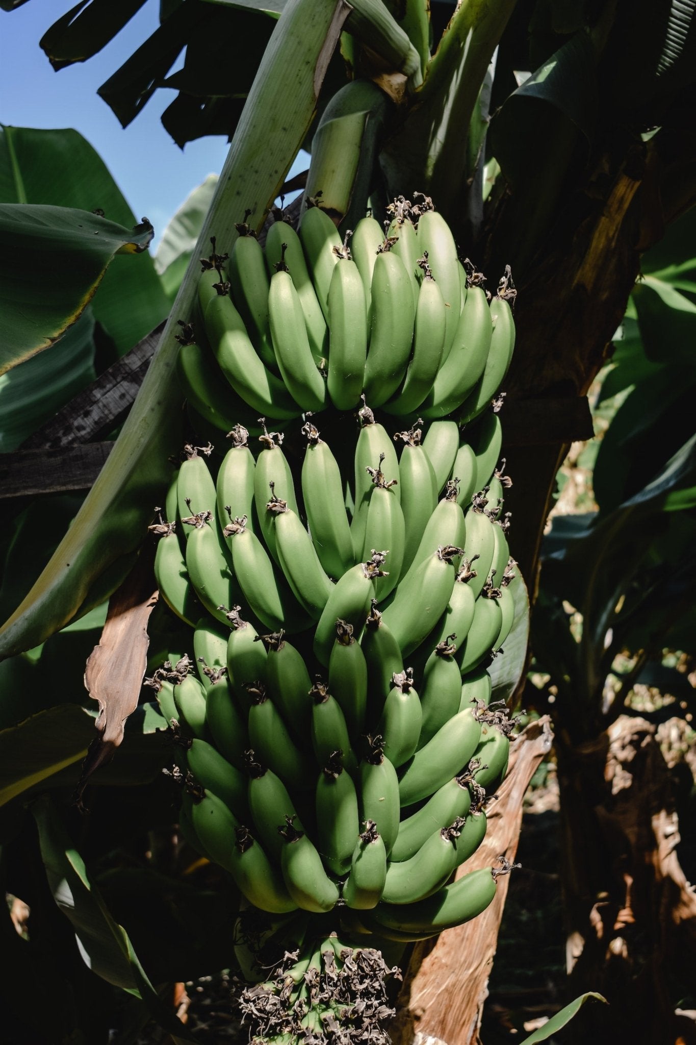 Banana Tree Care Guide - Varnish + Vine