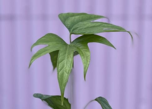 Benefits and Issues with Anthurium Fingers - Varnish + Vine