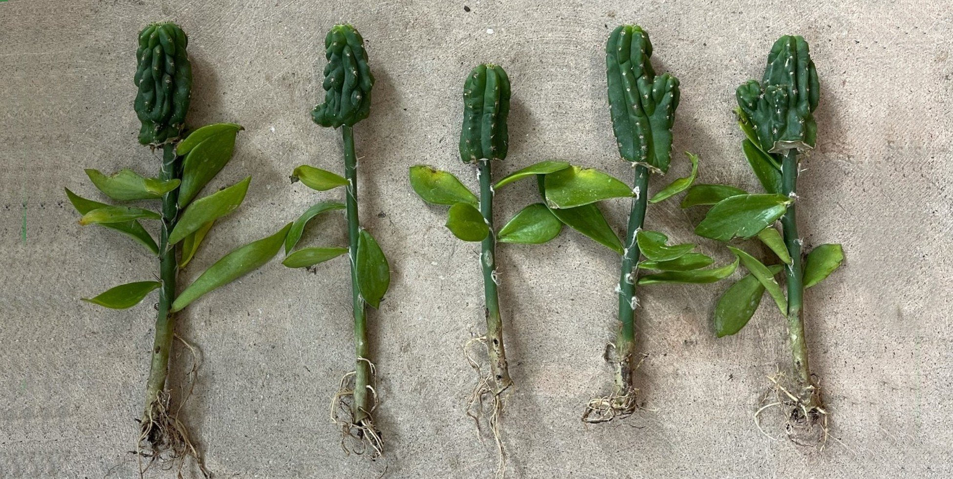 Benefits of Indoor Plants - Varnish + Vine