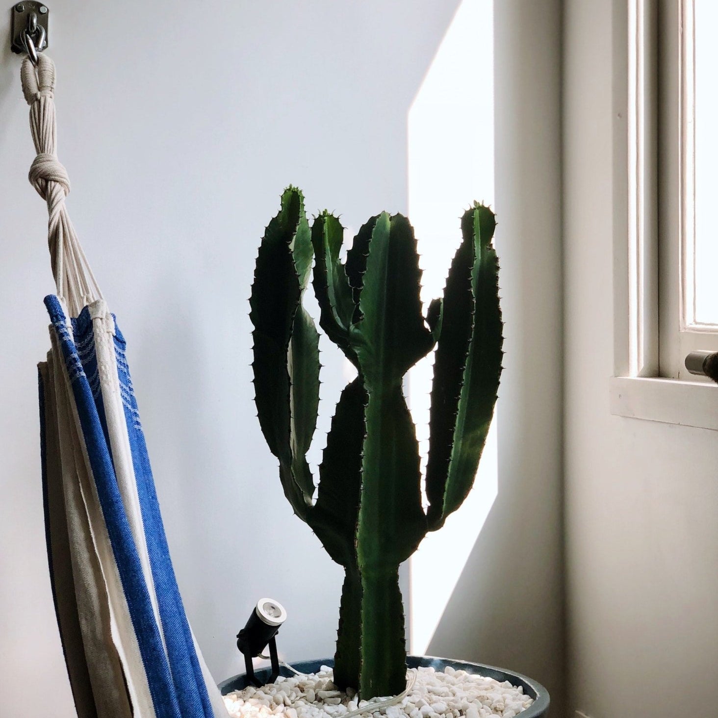Best Succulents for Small to Large Spaces - Varnish + Vine
