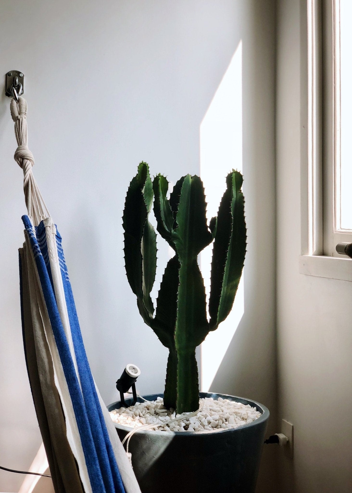 Best Succulents for Small to Large Spaces - Varnish + Vine