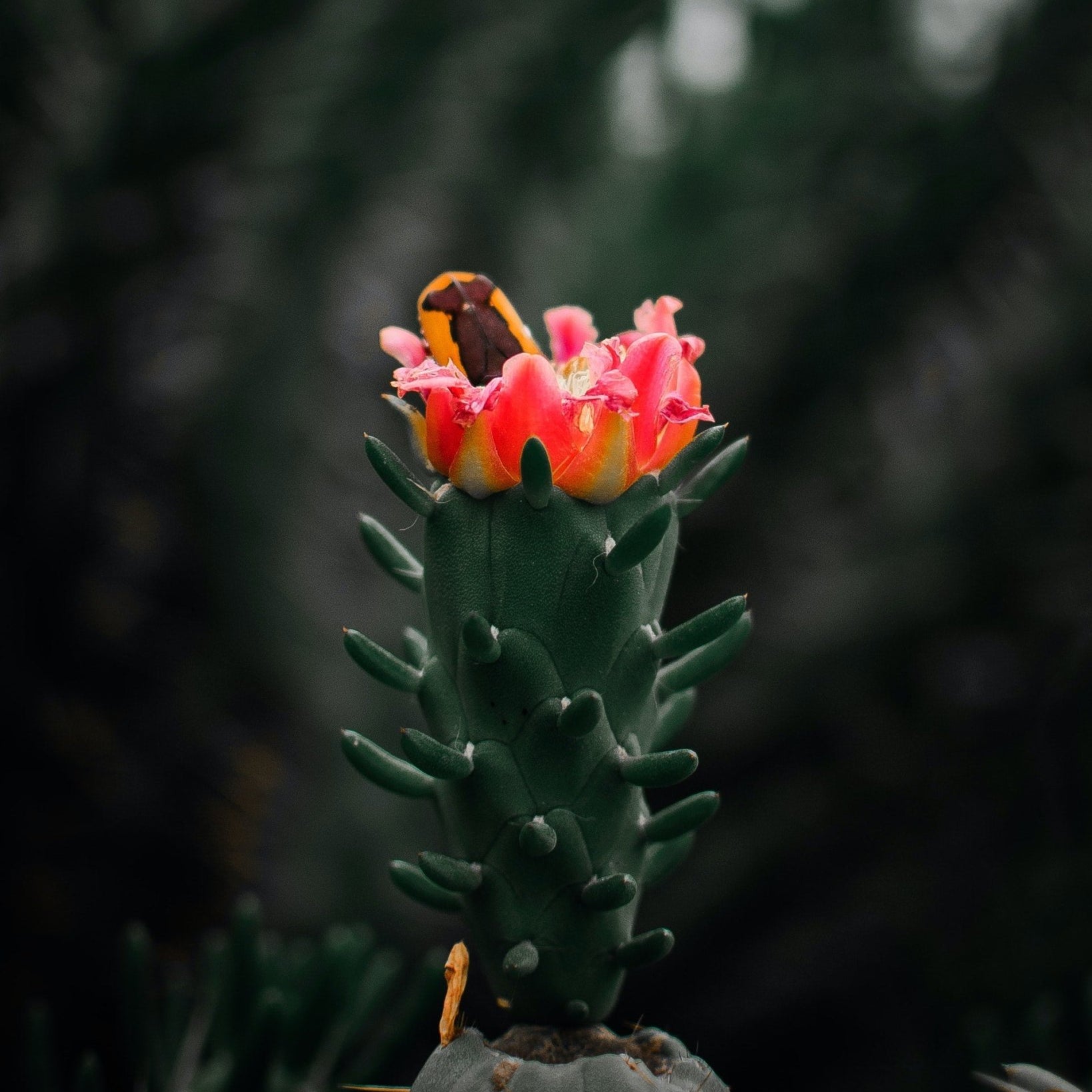 Best Ways to Care for Flowering Cacti - Varnish + Vine