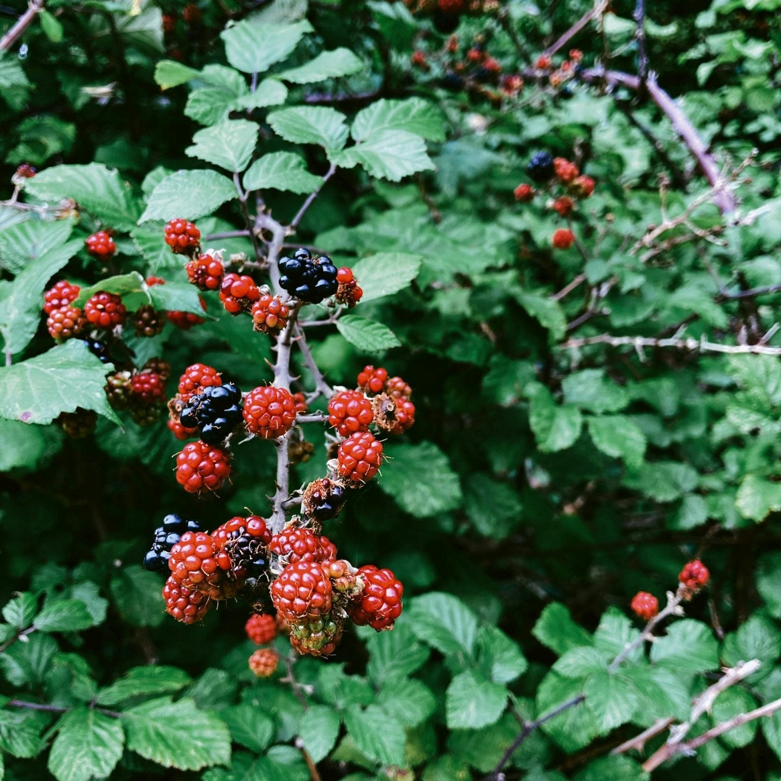 Blackberry Bush Care Guide - Varnish + Vine