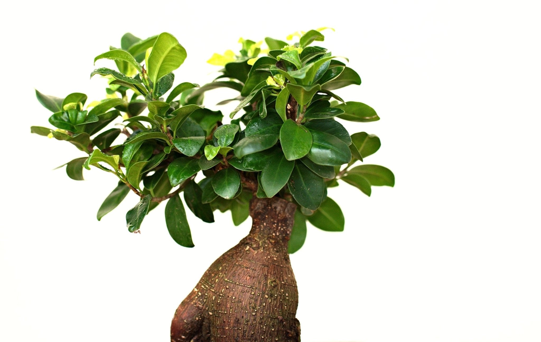 Bonsai Trees, History and Benefits - Varnish + Vine