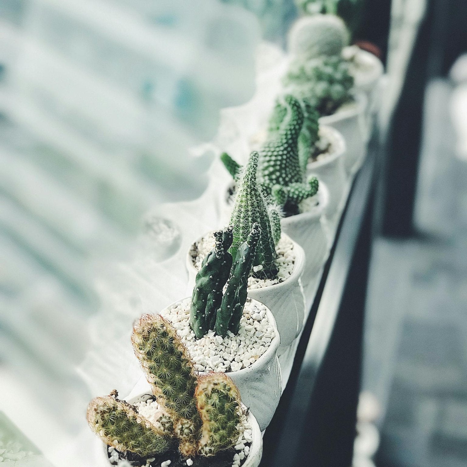 Cacti Cutting. Why is it important? - Varnish + Vine