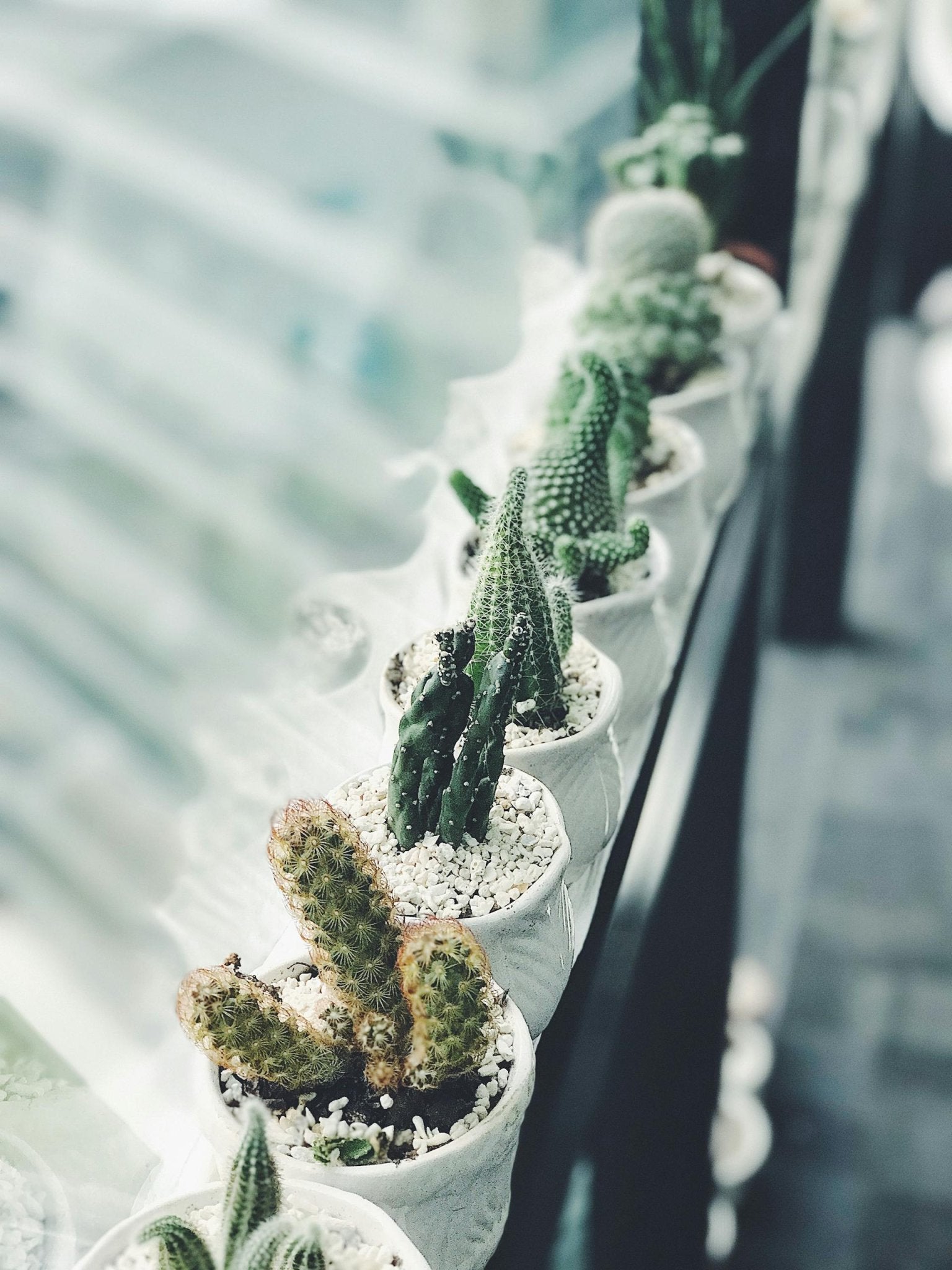 Cacti Cutting. Why is it important? - Varnish + Vine