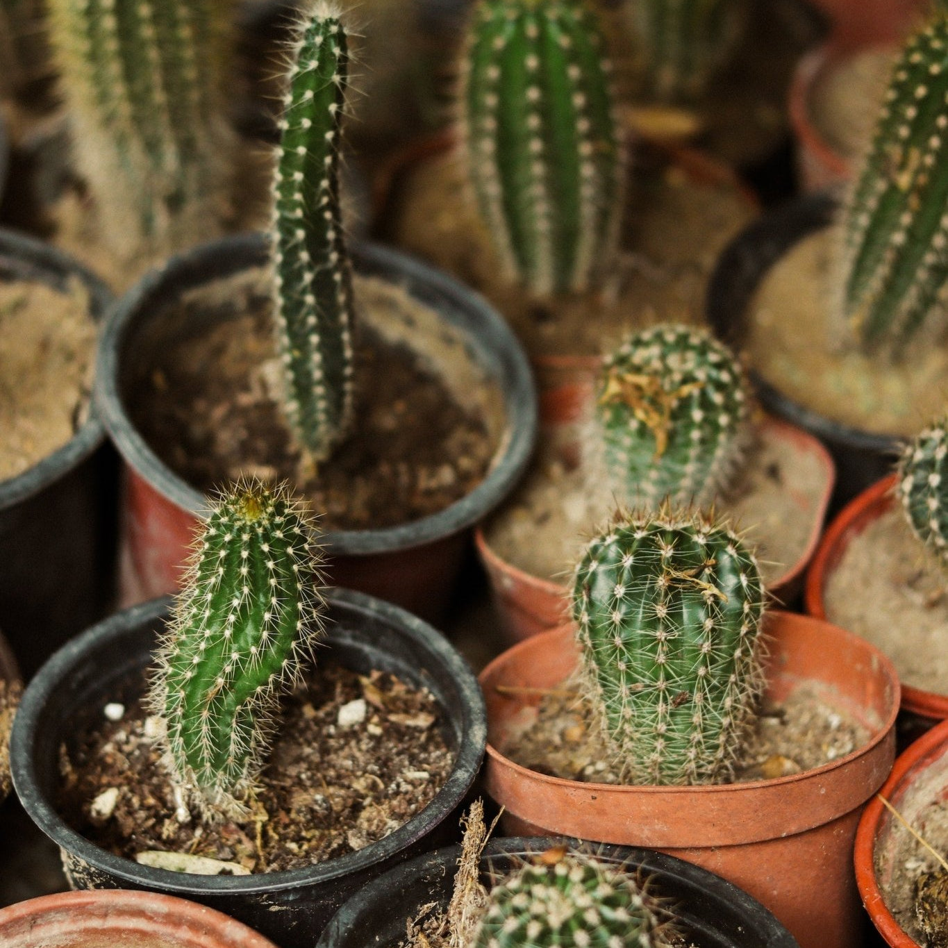 Cacti Fungus: An Invisible Foe Threatening Our Prickly Friends - Varnish + Vine