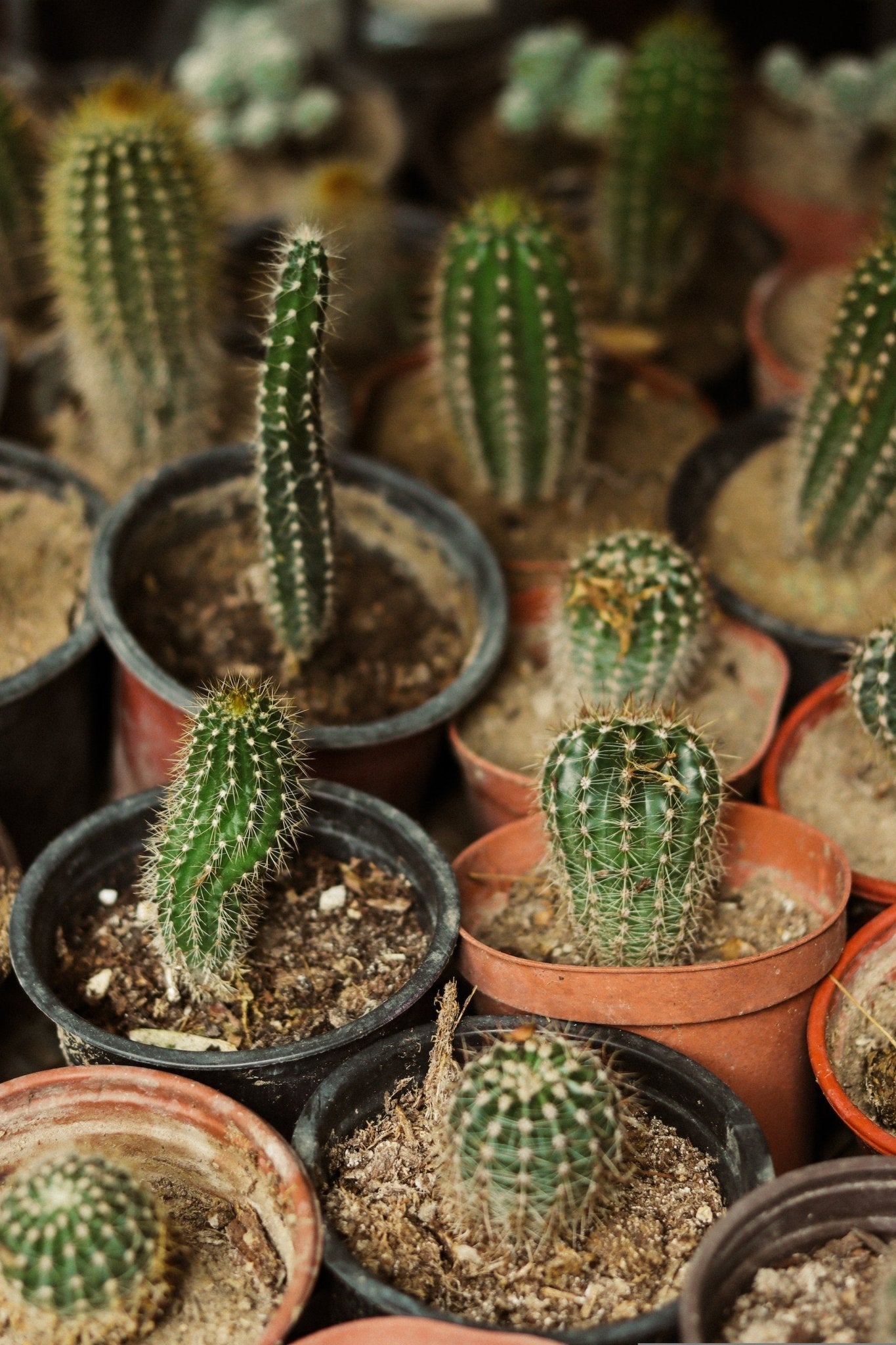 Cacti Fungus: An Invisible Foe Threatening Our Prickly Friends - Varnish + Vine