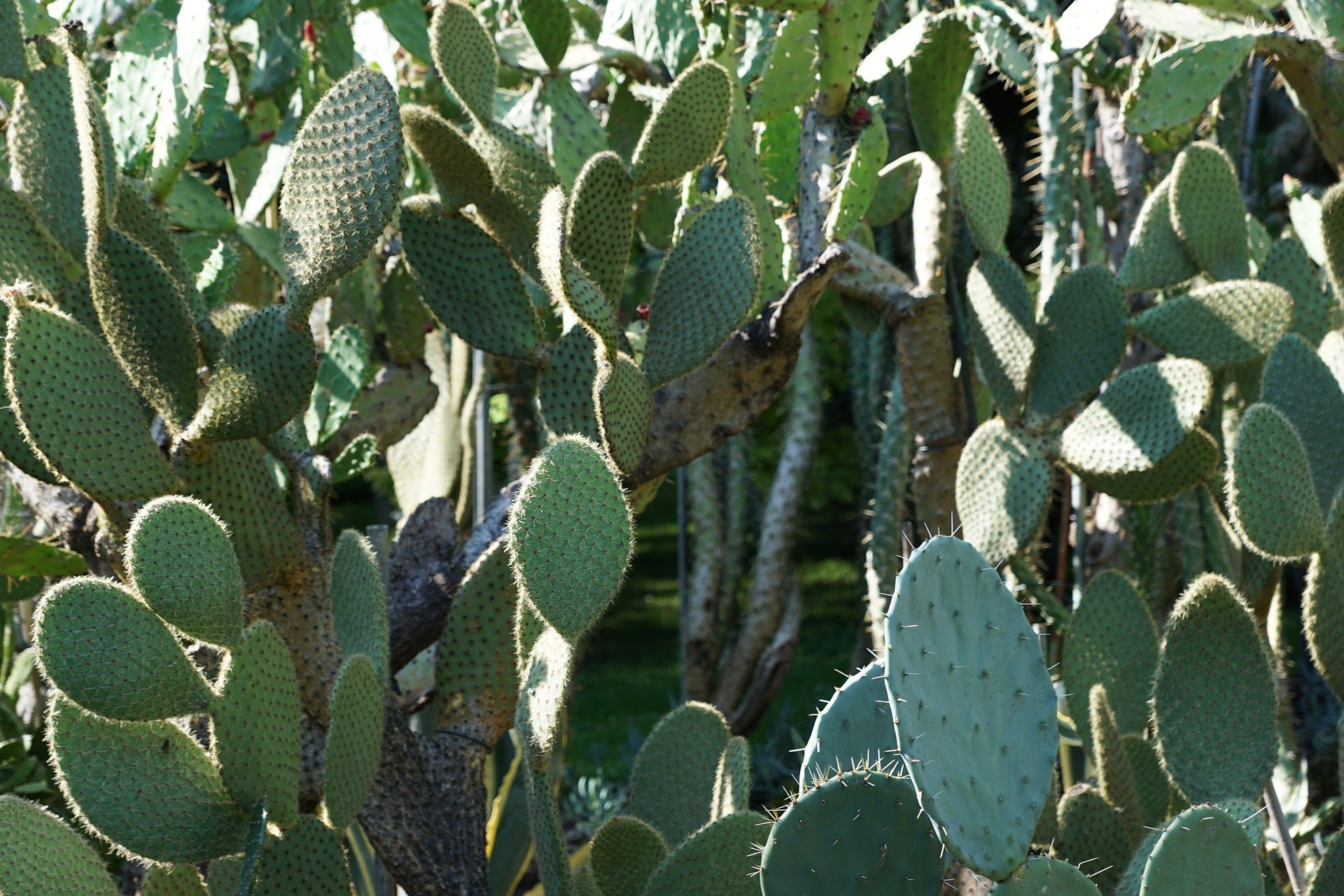 Cacti Sunlight Requirements - Varnish + Vine