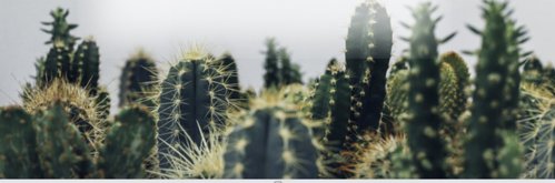Cactus Plants: Nature's Silent Promoters of Wellness and Skincare - Varnish + Vine