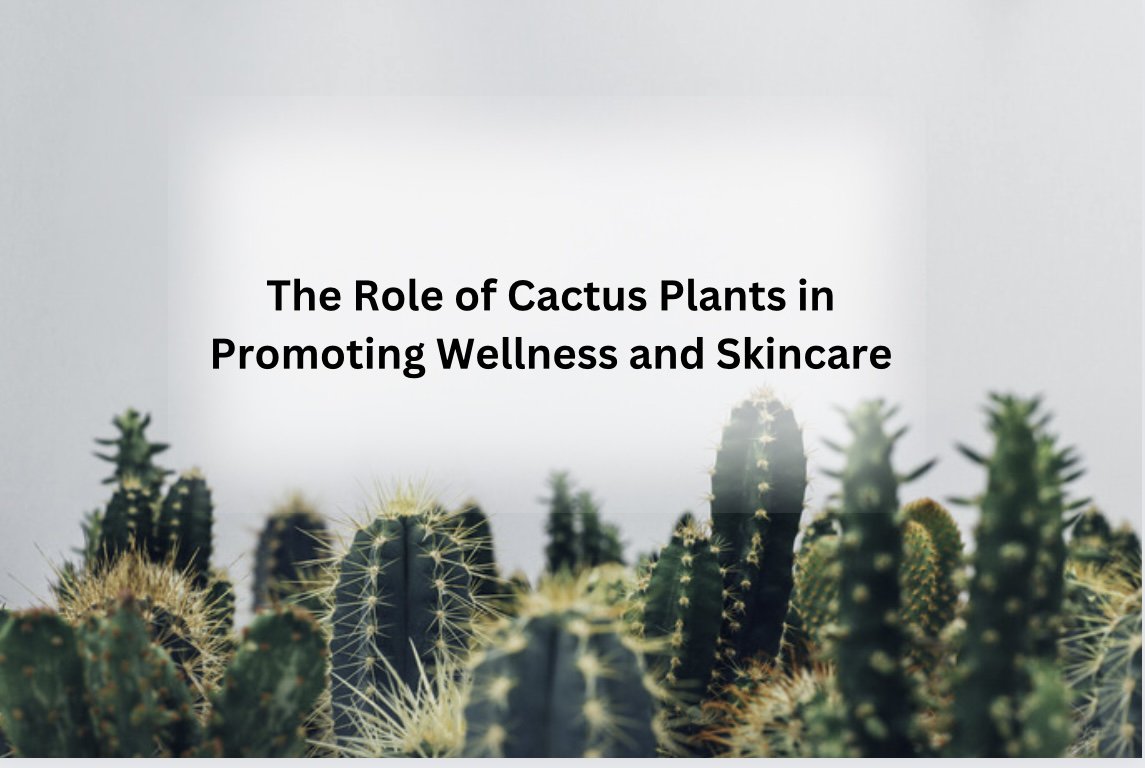 Cactus Plants: Nature's Silent Promoters of Wellness and Skincare - Varnish + Vine