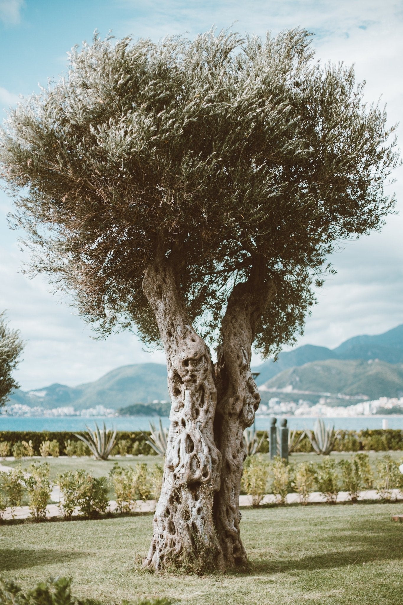 Can an Olive Tree be Grown in North America? - Varnish + Vine