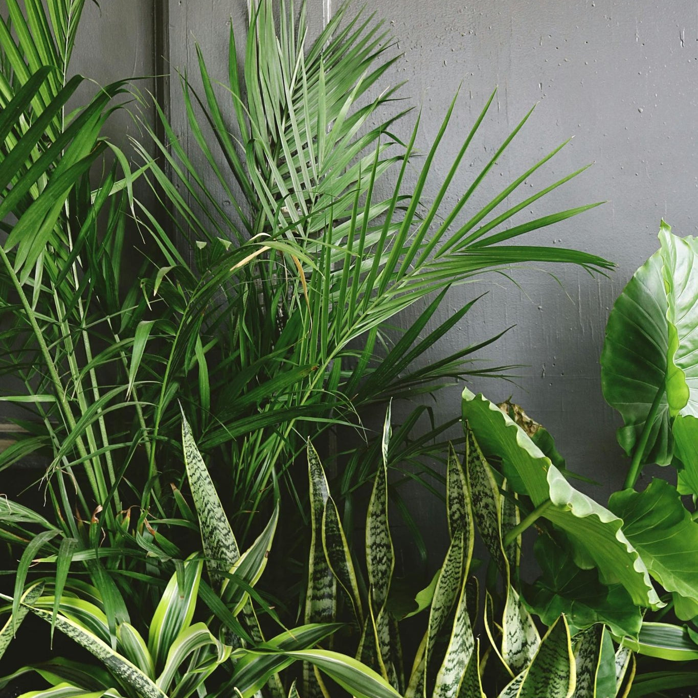 Can Palm Trees be Bushes? - Varnish + Vine