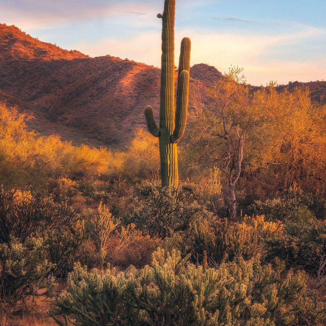 Can you Keep a Cacti Inside? - Varnish + Vine