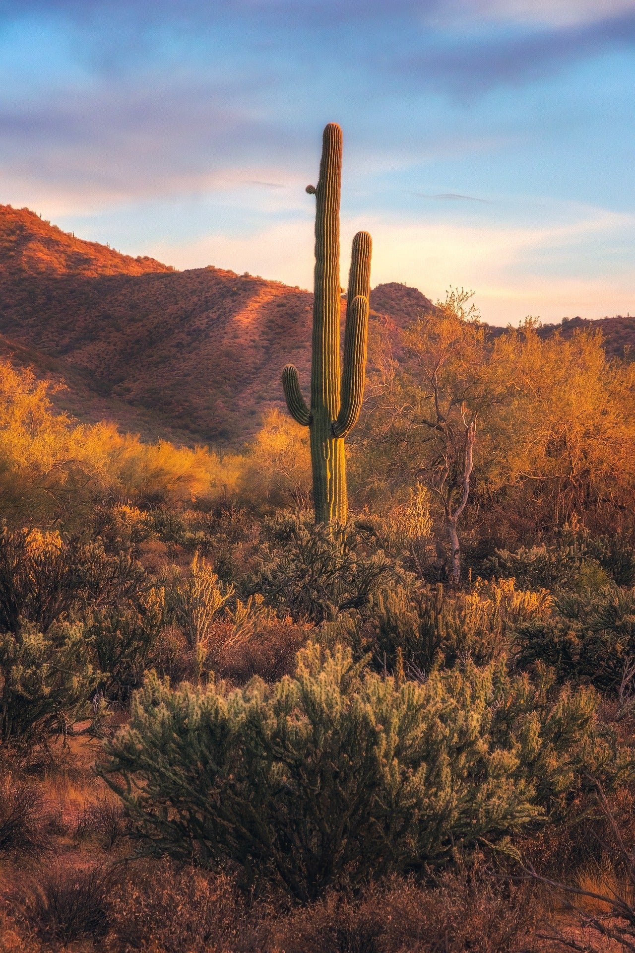 Can you Keep a Cacti Inside? - Varnish + Vine