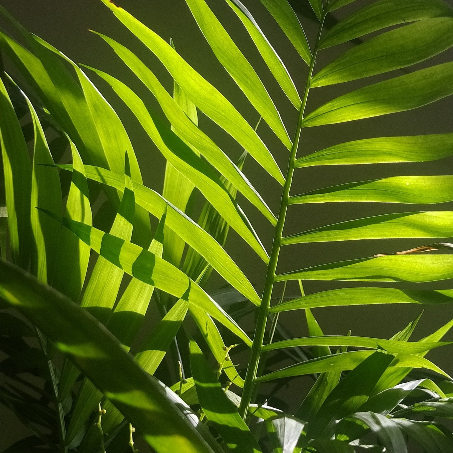 Cat Palm Care Guide - Varnish + Vine