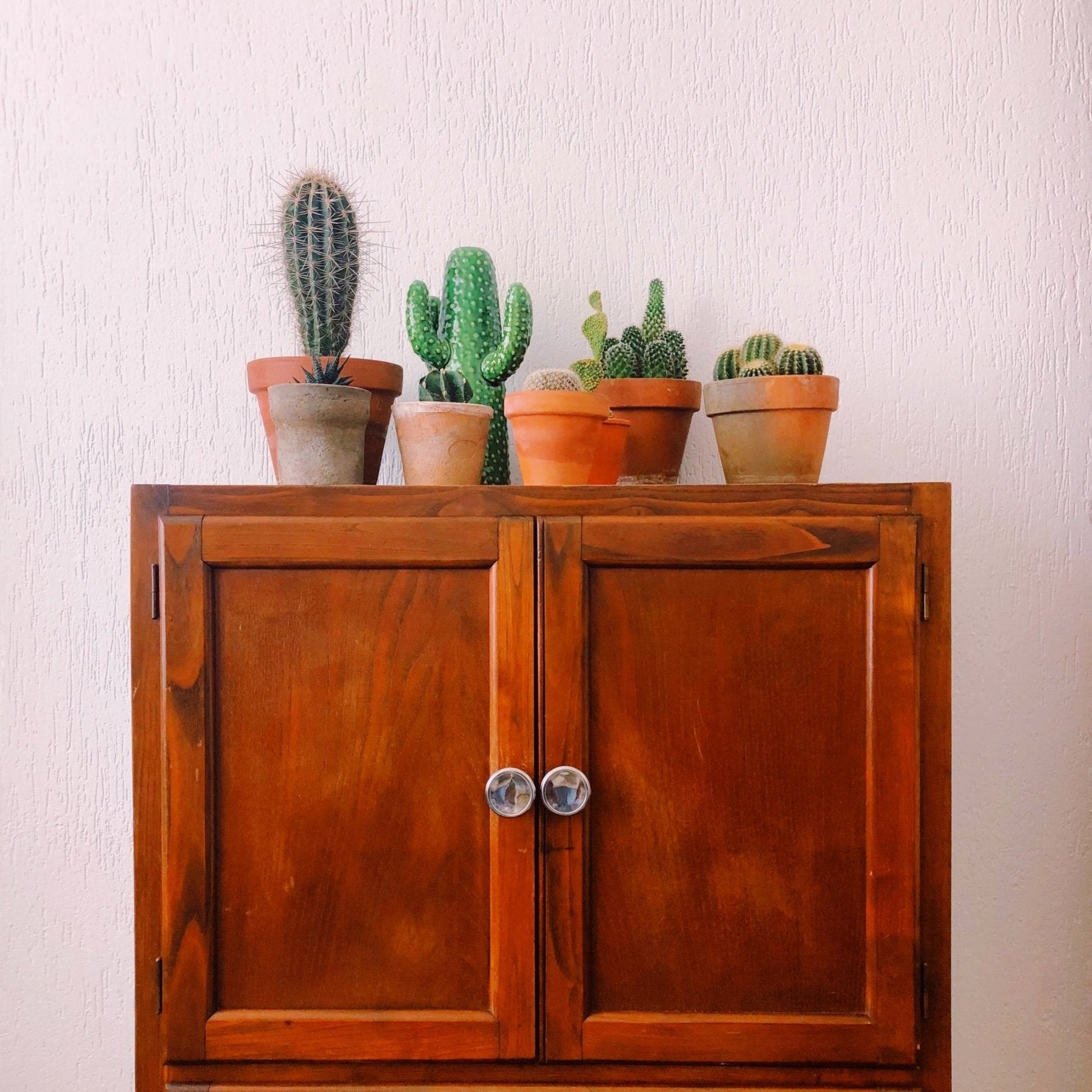 Causes of Cacti Yellowing - Varnish + Vine