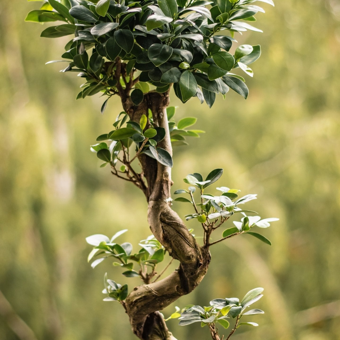 Common Illnesses and Treatments for the Ficus Microcarpa - Varnish + Vine