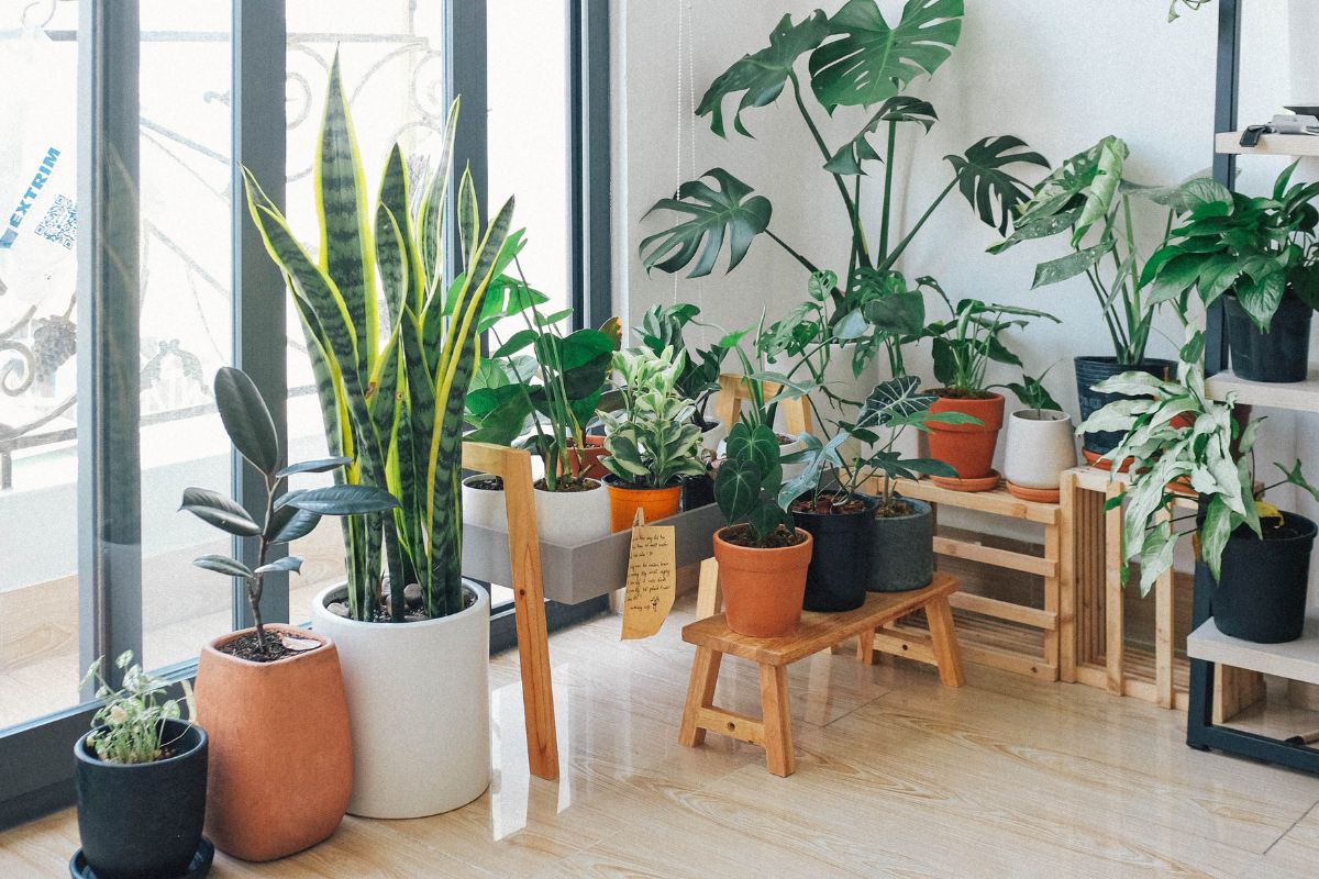 Creating a Therapeutic Indoor Garden for Relaxation and Well-being - Varnish + Vine