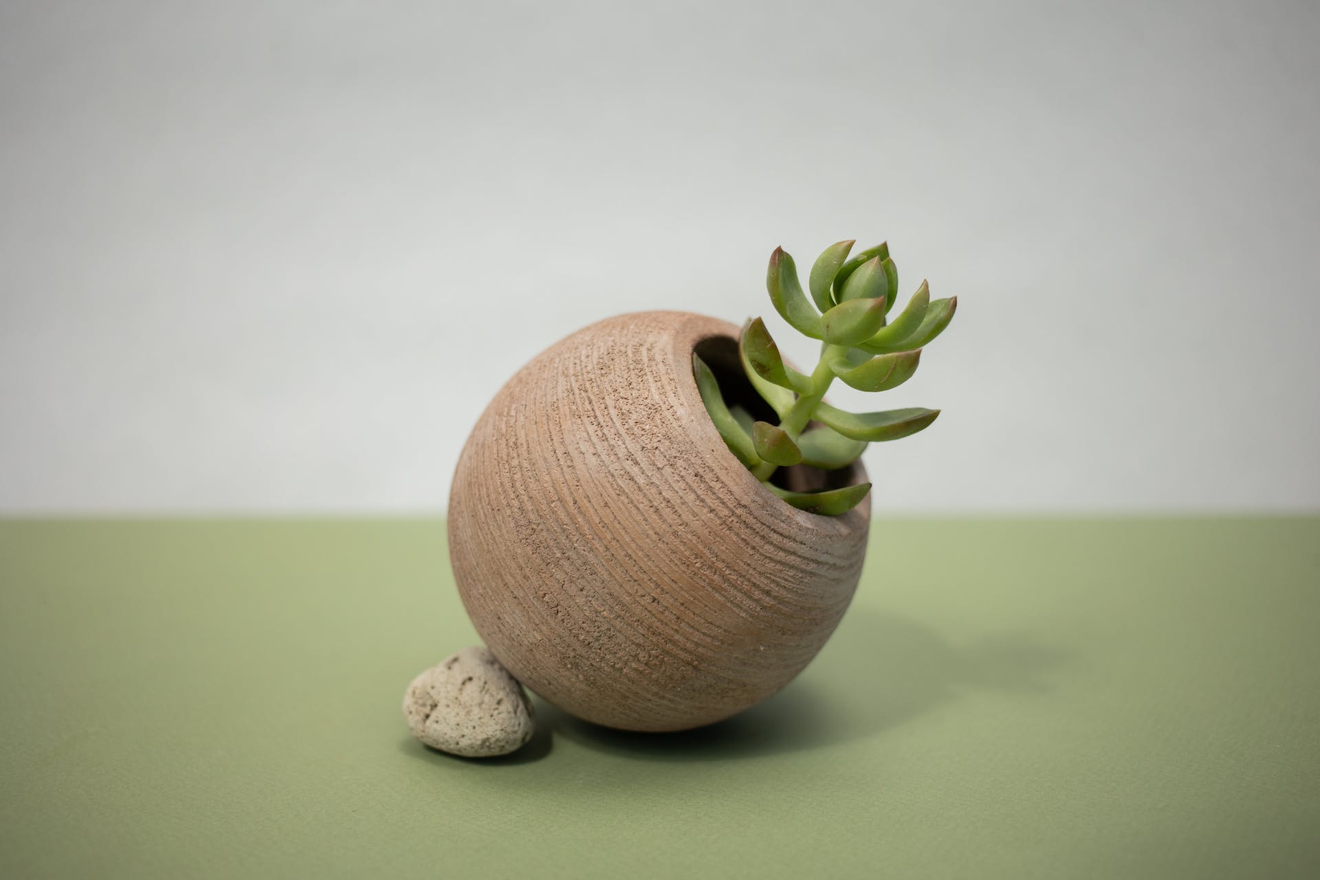 Differences between Gollum Jade and Jade Hobbit - Varnish + Vine