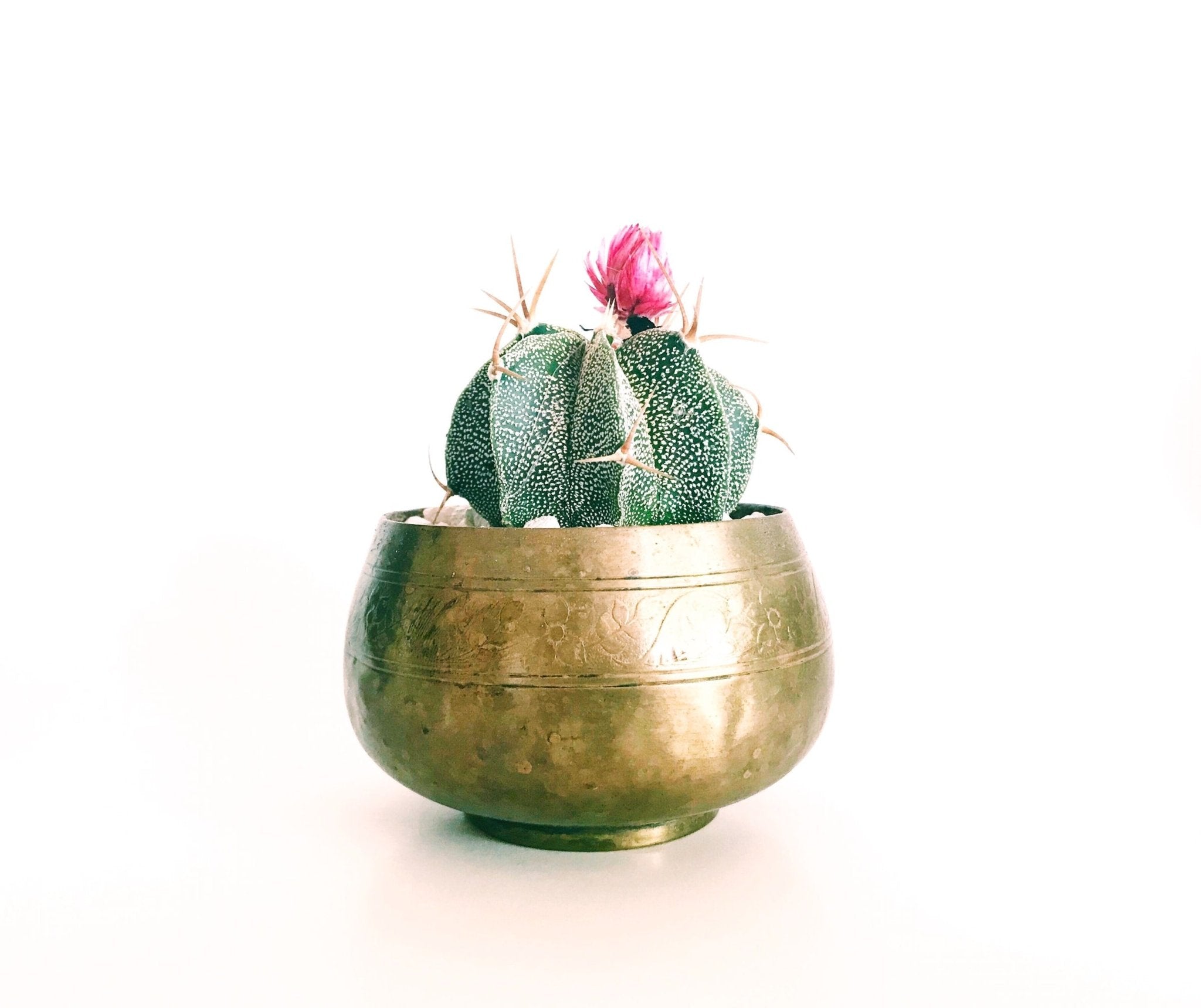 Do Cacti Need Fertilizer? - Varnish + Vine