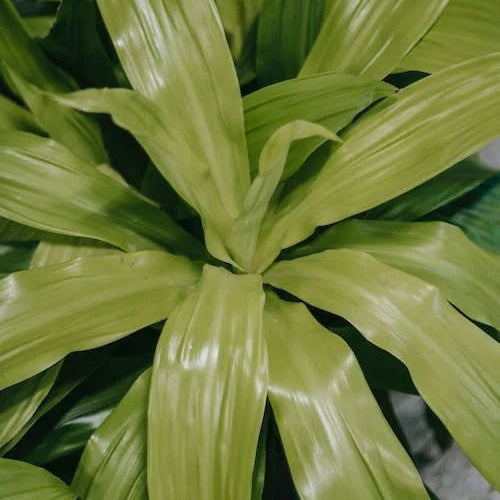 Dracaena Janet Craig Care Guide - Varnish + Vine